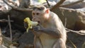 monkey eats banana against of mountains background Royalty Free Stock Photo