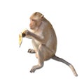 Monkey eats banana Royalty Free Stock Photo