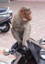 Monkey eats biscuite on a bike Royalty Free Stock Photo