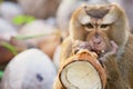 Monkey eats coconut at the coconut plantation at Koh Samui, Thailand. Royalty Free Stock Photo