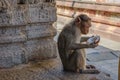 Monkey eats a coconut in the Indian temple