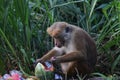 Monkey eats a watermelon in a dump