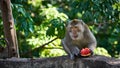 Monkey eats watermelon. Koh Pangan