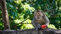 Monkey eats watermelon. Koh Pangan