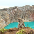 Monkey on edge of crater with lake Tin on Kelimutu