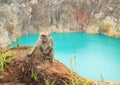 Monkey on edge of crater with lake Tin on Kelimutu