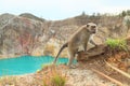 Monkey on edge of crater with lake Tin on Kelimutu