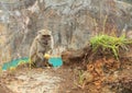 Monkey on edge of lake Tin on Kelimutu eating fruit Royalty Free Stock Photo