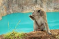 Monkey on edge of lake Tin on Kelimutu eating