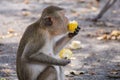 Monkey enjoy eating