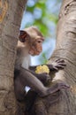 Monkey enjoy eating