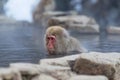 Monkey enjoy hot spring in Japanese