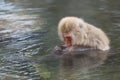 Monkey enjoy onsen