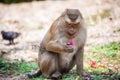 Monkey enjoying meal at the park in Phuket. Thailand. Macaca leonina. Northern Pig-tailed Macaque