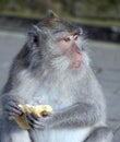 Monkey enjoying piece of bread stolen from tourist Royalty Free Stock Photo