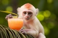 Monkey Enjoying a Refreshing Cocktail with Ample Space for Custom Text and Messages