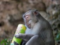 Monkey enjoying stolen potato chips Royalty Free Stock Photo