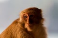 Monkey Royalty Free Stock Photo