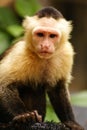 Monkey expression in his eyes ,Amazon in Colombia Royalty Free Stock Photo