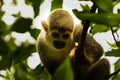 Monkey expression in his eyes ,Amazon in Colombia Royalty Free Stock Photo