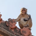 Monkey with eyeglasses on roof of temple Royalty Free Stock Photo