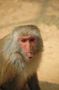 Monkey Face Royalty Free Stock Photo