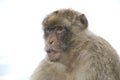 Monkey face Royalty Free Stock Photo