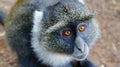 Monkey Kenya Nairobi 2016 Royalty Free Stock Photo