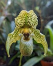 monkey face orchid with a rocky background in the wild