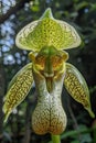 monkey face orchid with a rocky background in the wild