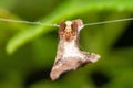 Monkey faced Lynx Spider protecting eggsack, Hamatailwa ovata, Satara, Royalty Free Stock Photo