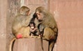 Monkey family