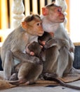 Monkey family Royalty Free Stock Photo