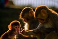 Opice rodina 