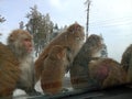 Monkey family on car Bonet in winter Royalty Free Stock Photo