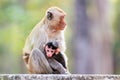 Monkey family (Crab-eating macaque)