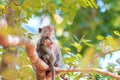 Monkey family (Crab-eating macaque) on tree