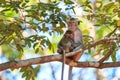 Monkey family (Crab-eating macaque) on tree