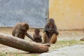 Monkey Family Eating in zoo in augsburg in germany