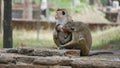 Monkey Family With family members baby, drink his mother milk Royalty Free Stock Photo