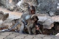 Monkey family Royalty Free Stock Photo