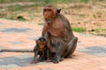 Monkey family Royalty Free Stock Photo