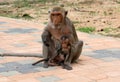 Monkey family Royalty Free Stock Photo