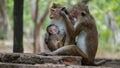 Monkey Family With family members baby, drink his mother milk Royalty Free Stock Photo