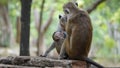 Monkey Family With family members baby, drink his mother milk Royalty Free Stock Photo