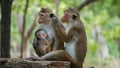 Monkey Family With family members baby, drink his mother milk Royalty Free Stock Photo