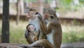 Monkey Family With family members baby, drink his mother milk Royalty Free Stock Photo