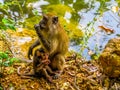 Monkey Family Royalty Free Stock Photo