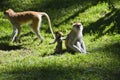 Monkey family Royalty Free Stock Photo
