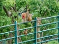 Monkey family on railings at Tincha Water Fall Indore-India Royalty Free Stock Photo